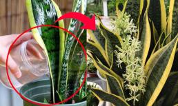 Tận dụng ngay thứ 'nước thần thánh' này để hô biến cây lưỡi hổ còi cọc thành cây tài lộc nở hoa rực rỡ