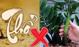 2 mệnh này kỵ cây kim tiền, trồng ở nhà tiền bạc không cánh mà bay