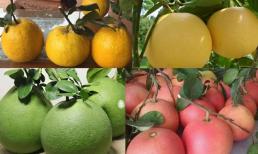 Thắp hương Tết âm lịch Ất tỵ 2025 nên chọn giống bưởi gì? Bưởi đỏ, bưởi vàng, bưởi xanh - loại nào mới thu hút tài lộc? 