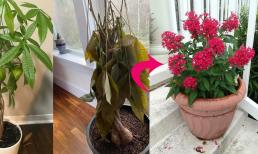 Năm 2025 là năm Tỵ “Nếu không vứt bỏ bốn thứ trong năm mới thì tài lộc 'thất thoát' trong năm Tỵ”