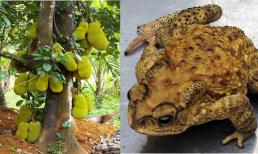 Tục ngữ dạy rằng: 'Cóc vào nhà không đáng lo nhưng ba loại cây trước cửa mới gây xui xẻo', bạn có biết đó là những cây gì?