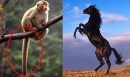 Vì sao con người không có đuôi như các loài động vật có xương sống khác?