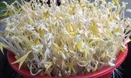 Cách trồng giá đỗ sạch tại nhà cực đơn giản để không phải ăn rau mầm ủ hóa chất ngoài chợ