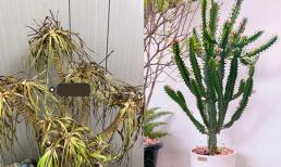 Cuối năm, trong nhà có 5 loại cây này nên vứt bỏ ngay kẻo năm mới xui xẻo 