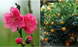 Vì sao cành đào và cây quất ảnh hưởng lớn đến tài vận? Đây là lý do quan trọng nhưng ít người biết! 