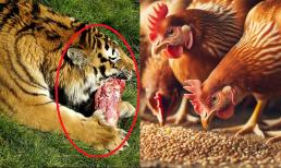 Vì sao chúng ta chỉ thích ăn thịt động vật ăn cỏ mà ít khi chọn thịt động vật ăn thịt? Phải chăng do hương vị không hấp dẫn?