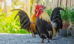 Tại sao gà mái không cần gà trống vẫn đẻ được trứng? Ý nghĩa của sự tồn tại của con gà trống là gì?