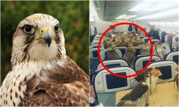 Loài chim 'vip nhất thế giới': Được cấp hộ chiếu, ngồi khoang thương gia và có giá cao ngất đến nửa tỷ đồng