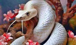 'Trăng nhuận hai suối gặp rắn xanh, 6 người nhất định phải trốn tránh', 6 người ám chỉ ai trong năm 2025? Giỏi giang là vậy, vẫn chào thua 1 năm vận hạn