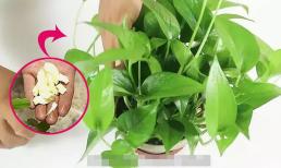 Ném tỏi băm vào chậu, hoa và cây sẽ phát triển với những chồi mới tươi tốt, mọc lên dữ dội