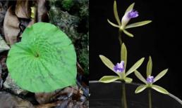 Loài cây cực hiếm ở Việt Nam chỉ có duy nhất một chiếc lá trong đời, được xem là hiếm có khó tìm trên thế giới