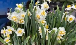 Nếu muốn hoa thuỷ tiên nở đúng dịp Tết, bạn phải chú ý những điểm này 