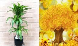 Muốn tiền tài dồi dào, may mắn ngập tràn: Đây là vị trí 'chuẩn phong thủy' để trồng cây Thiết Mộc Lan, giúp gia chủ hút lộc ầm ầm