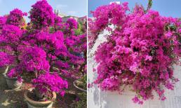 Loại nước cây hoa giấy thích nhất, tưới đều đặn để năm mới hoa không ngừng nở rộ, đặc biệt trong dịp Tết