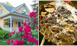 3 dấu hiệu nhà có phong thủy tốt ở càng lâu càng giàu, được trả bao nhiêu tiền cũng đừng bán, bán đi là mất lộc