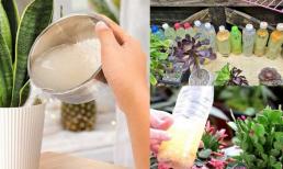Đừng để nước vo gạo biến thành 'thuốc độc' cho cây, hãy chờ 3-4 ngày rồi tưới