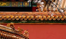 Tại sao chim không dám ị vào Tử Cấm Thành? Đây thực sự không phải là mê tín mà có cơ sở khoa học! 