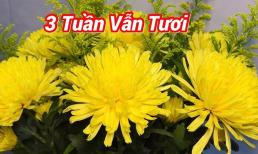 Đừng chỉ dùng nước lã cắm hoa cúc: Thêm 1 thứ này hoa tươi mới cả 10 ngày Tết, đón phúc lộc cả năm