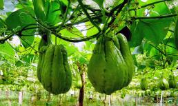 Loại rau rẻ tiền giàu canxi hơn cả sữa và trứng giúp trẻ thông minh vượt trội