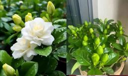 Tại sao lại 'kiêng kị' tặng cây dành dành làm quà?