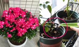Khi trồng hoa vào mùa đông, sợ nhất 4 loại “nước chết”, chỉ cần một muỗng nước cũng làm chết chậu!