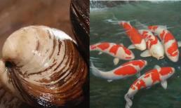 Các loài động vật sống thọ nhất thế giới, loài thứ ba trong danh sách có thể sống tới 500 năm