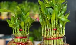 Lá của cây phát lộc chuyển sang màu vàng, ngọn chuyển sang màu đen và khô, nên chú ý điều gì khi trồng thủy canh? 