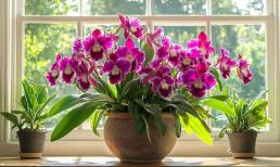 4 vị trí trong nhà không nên trồng hoa, nếu không cây sẽ khó sống sót! Là những nơi nào?