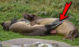 Nó là loài động vật 'giao phối' mạnh nhất trên thế giới, liên tục 70 ngày không nghỉ