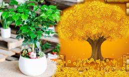 'Phòng khách có bốn cây, mười nhà thì chín nhà giàu', hút tài lộc cực nhiều