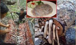 Loài động vật là đặc sản có giá gần 800 nghìn 1 kg nhưng khiến nhiều người ghê sợ