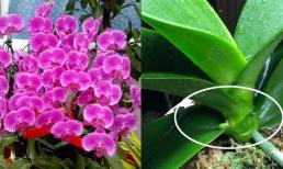 Đừng vứt bỏ những bông hoa lan hồ điệp sau Tết. Chỉ cần xử lý và chăm sóc nó thật tốt, nó sẽ nở hoa trở lại vào năm sau