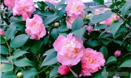 Bạn có muốn hoa trà to và nhiều màu sắc không? Cần ghi nhớ 3 điểm mấu chốt, thì hoa sẽ nhiều và đẹp