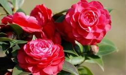 Khi trồng hoa trà vào tháng 12 âm, nếu bạn thực hiện đúng hai việc này thì cây sẽ ngày càng nhiều nụ và hoa to và rực rỡ