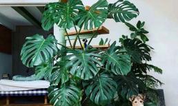 Trồng “4 loại cây xanh” này ở nhà như lắp máy không khí, sức khỏe cả nhà tốt hơn hẳn