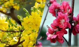 Bài trí hoa mai, hoa đào ngày Tết thế nào là đúng phong thủy, cho cả năm may mắn - tài lộc?