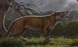 Quái vật 22 triệu năm trước: Nặng hơn 2 tấn, ăn cả voi. May mắn nó không sống ở thời hiện đại
