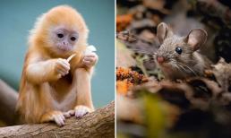 Tử vi ngày 24/1/2025 của 12 con giáp: Tuổi Tý đạt nhiều thành công, Thân gặp khó khăn