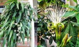 5 cây cảnh rất hiếm nở hoa, nếu bỗng nhiên nở hoa ắt có 'điềm báo mừng', gia chủ cần chuẩn bị