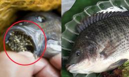 Tránh xa 5 loại cá 'bẩn' này nếu không muốn rước bệnh vì chứa đầy kim loại nặng và ký sinh trùng, người bán cũng 'lắc đầu', đừng cho gia đình ăn