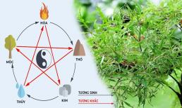 Đầu xuân trồng cây đinh lăng để đón lộc, người mệnh nào nên trồng để 'phát tài phát lộc'?