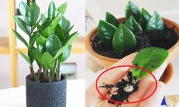 Đầu xuân trồng cây phát tài: Chỉ cần cắm lá kim tiền xuống đất, bạn sẽ có ngay chậu cây xanh tốt, mơn mởn, cực dễ làm