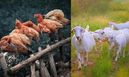 'Đừng nuôi gà khi bạn nghèo, và đừng nuôi cừu khi bạn giàu'. Lý do là gì? Tại sao chúng ta không thể nuôi chúng? Có lý do khoa học nào không? 