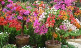  5 loại hoa trồng vào mùa xuân, hoa đẹp và dễ trồng, bạn có thể có hoa để ngắm ở nhà trong thời gian dài