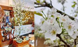 Ngay sau Tết Nguyên đán, người sành sẽ mua loại hoa này về cắm: Chơi 2 tháng chưa tàn, vừa đẹp vừa sang 