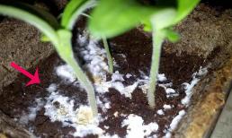 Khi phát hiện thấy những 'thứ' này trong chậu hoa, đừng suy nghĩ nhiều, đó là tín hiệu cần 'thay chậu, thay đất'