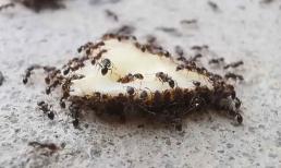 Kiến sợ nhất điều này, chỉ cần xịt ở nhà sẽ tiêu diệt sạch không để sót lại con nào