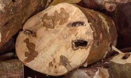 Việt Nam có 1 loại gỗ mất cả nghìn năm mới tích được tinh dầu quý, 50 tỷ đồng/kg, được cả thế giới săn lùng