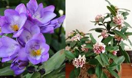 Sang trọng, thơm ngát và thanh lọc không khí: Đây là 4 loài hoa bạn nhất định phải rước về nhà, đảm bảo không gian sống trong lành, dễ chịu