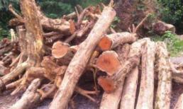 Loại gỗ quý ngang Kim tơ nam mộc  9.000 tỷ nhưng nhiều người không biết, nông dân từng đốn làm củi